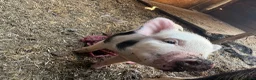 Pig livestock for sale: Julianna piglets for sale  in Bedworth - Advert 5