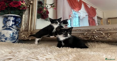 Mixed Breed cats - Advert 4