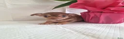 Chihuahua dogs for sale: Chihuahuas in Barnsley - Advert 6