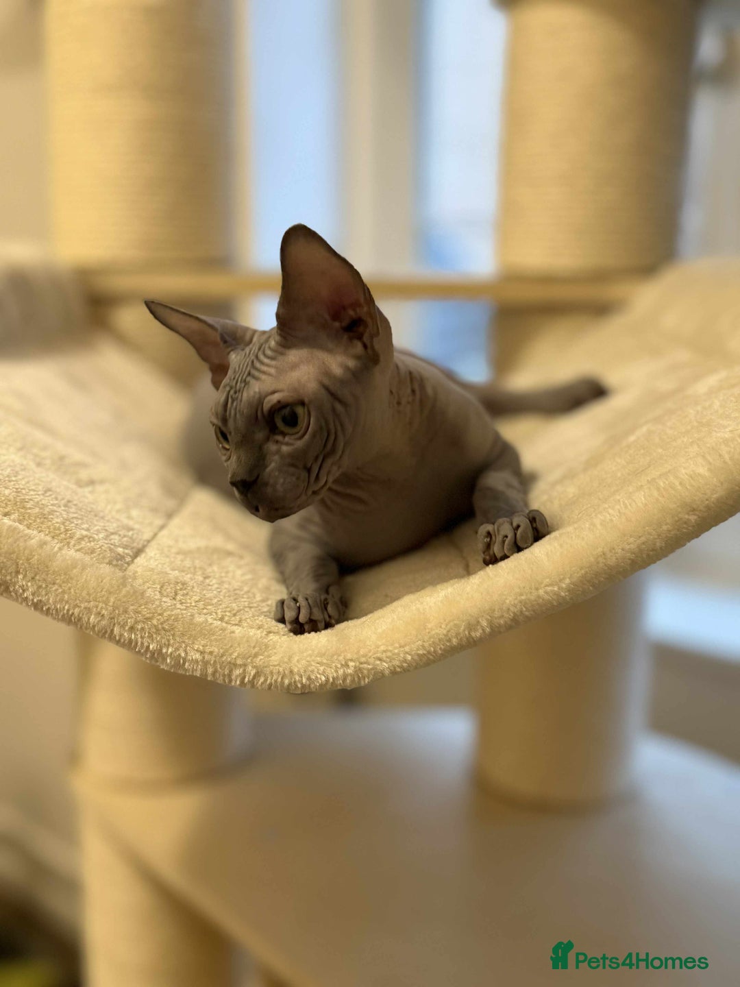 Sphynx cats for sale: Emaidacanadiansphynx - Advert 5