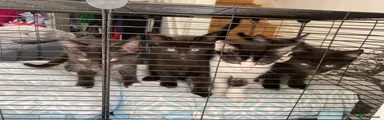 Mixed Breed Kitten 5
