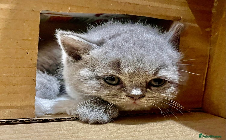 British Shorthair cats - Advert 4