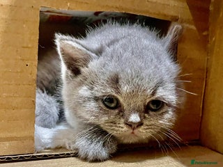 British Shorthair cats - Advert 2