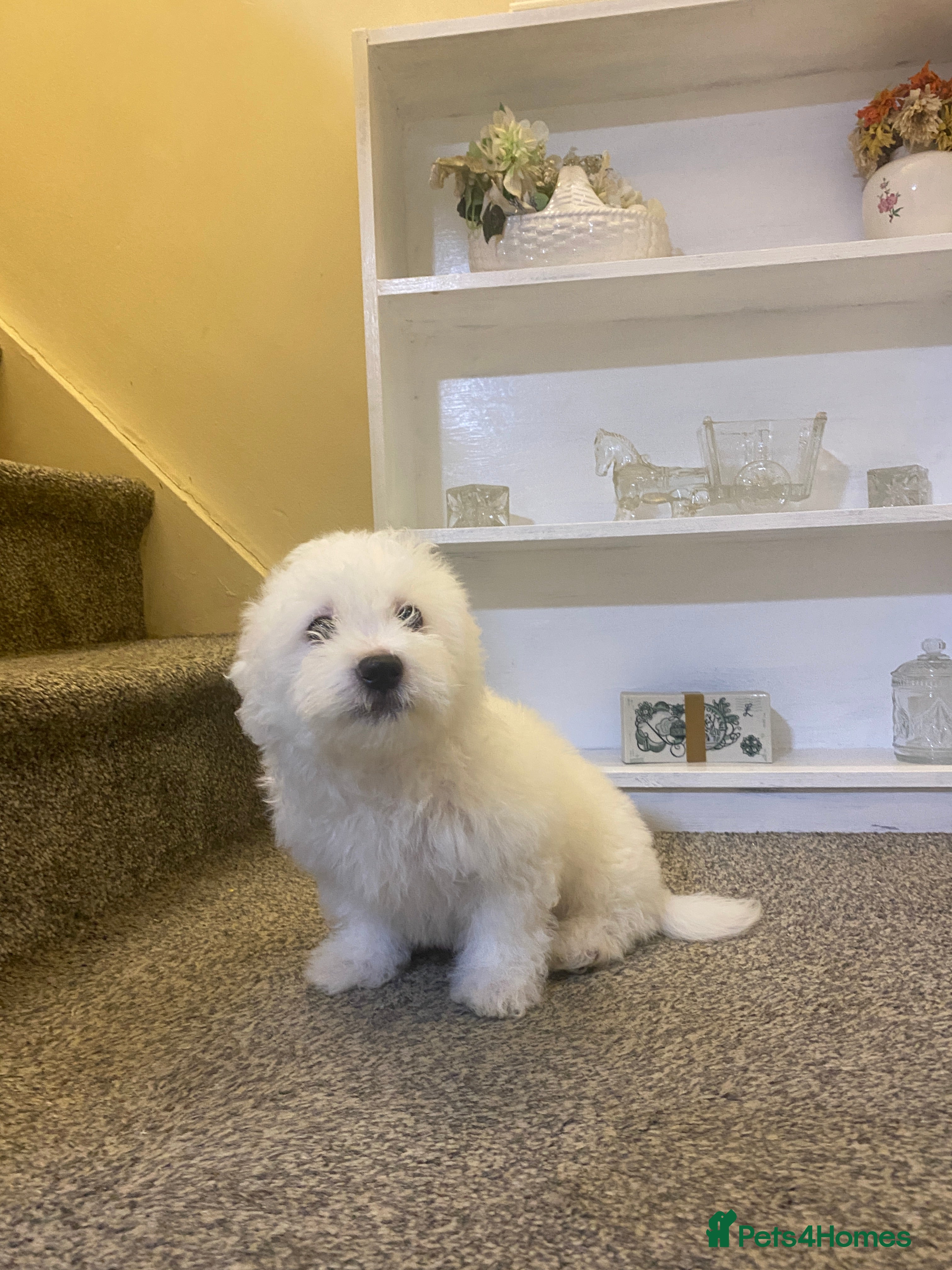 Maltese dogs Purebred Maltese Puppies Ready Now - Advert 5