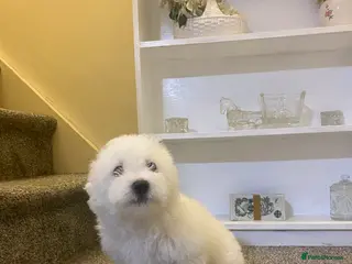 Maltese dogs Purebred Maltese Puppies Ready Now - Advert 5