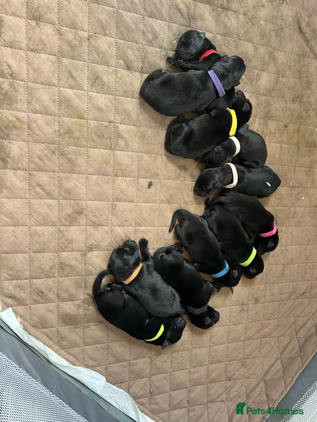 Mixed Breed dogs for sale: 11 adorable Rottador Labweiler puppies for sale   - Image 2