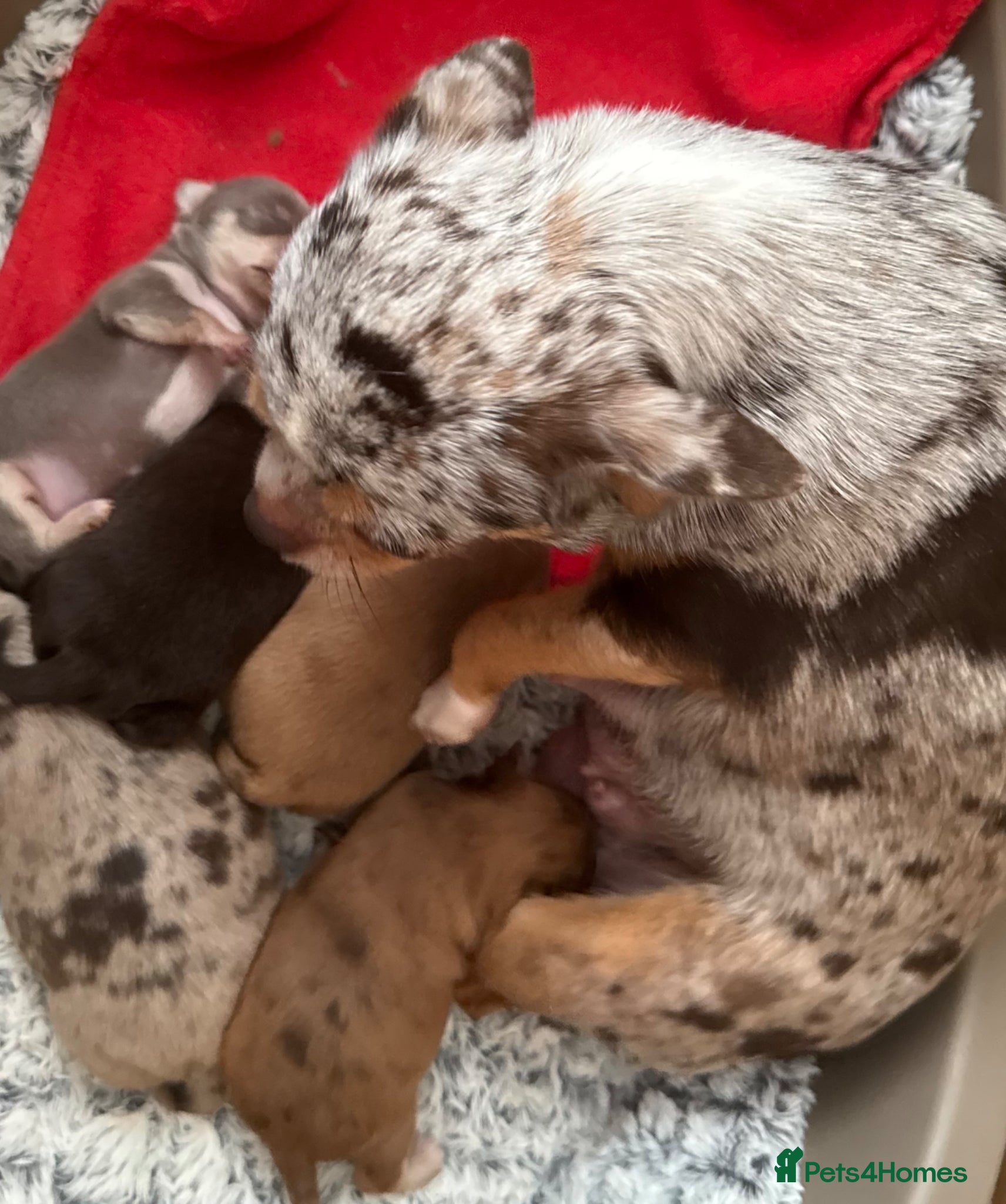 Chihuahua dogs Chihuahua puppies chocolate lilac  - Advert 2