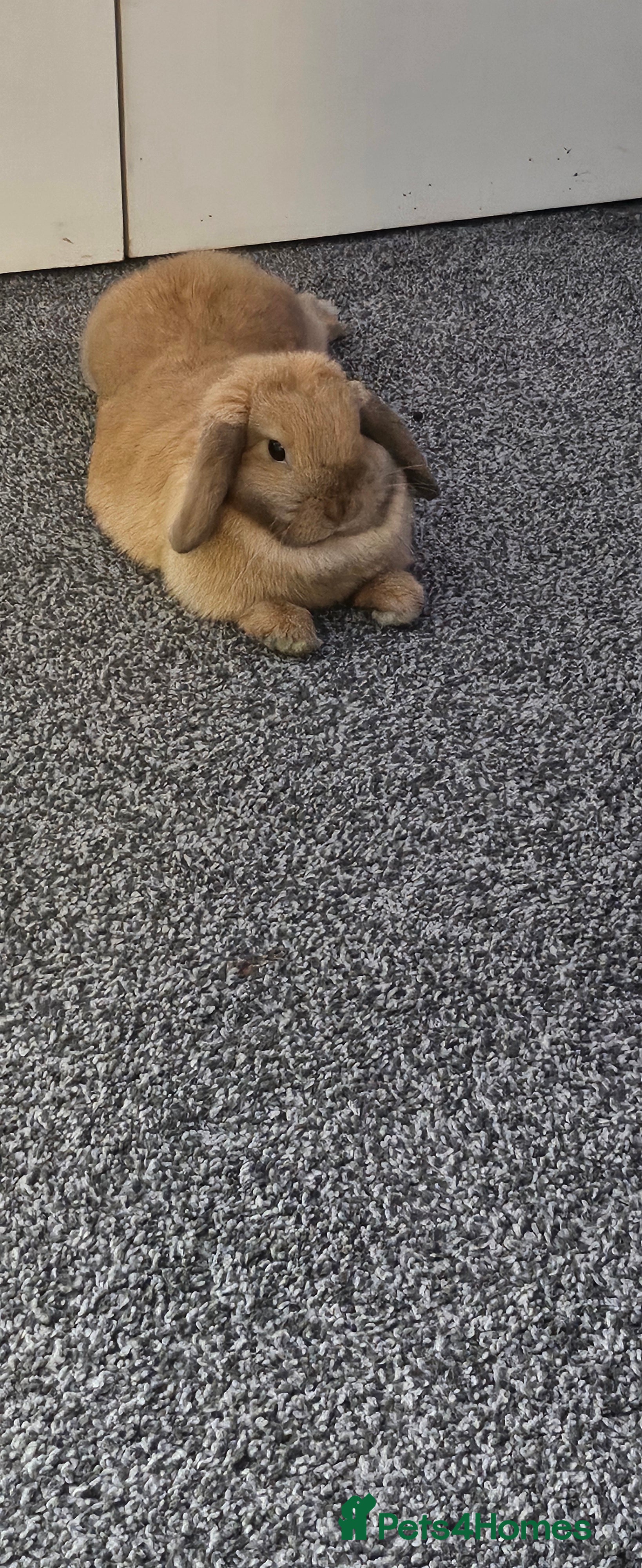 Mini Lop rabbits Mini lop Doe - Advert 1