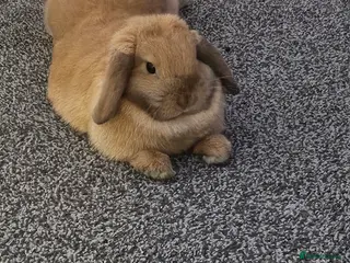 Mini Lop rabbits Mini lop Doe - Advert 1