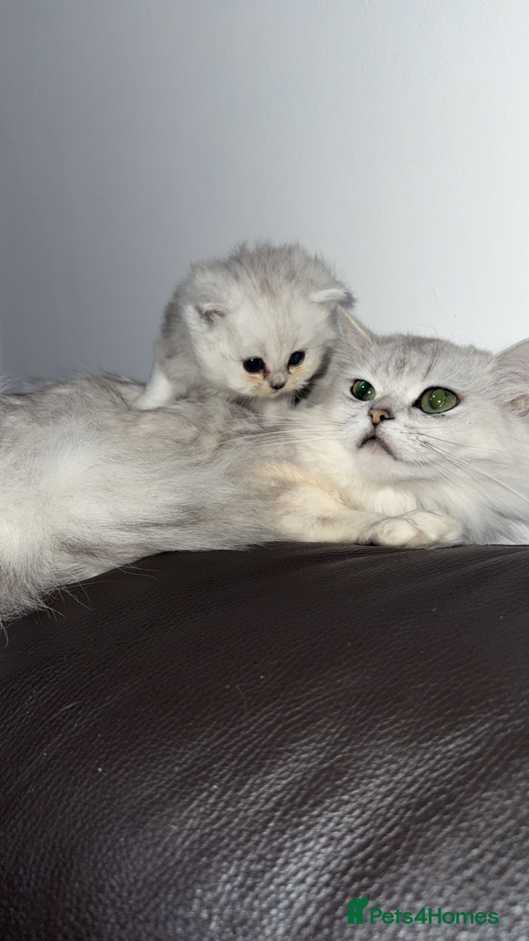 Persian cats for sale: Persian chinchilla kittens  - Advert 25