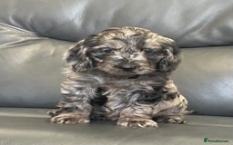 Cockapoo dogs for sale: Beautiful F1 Cockapoo puppies  - Image 4