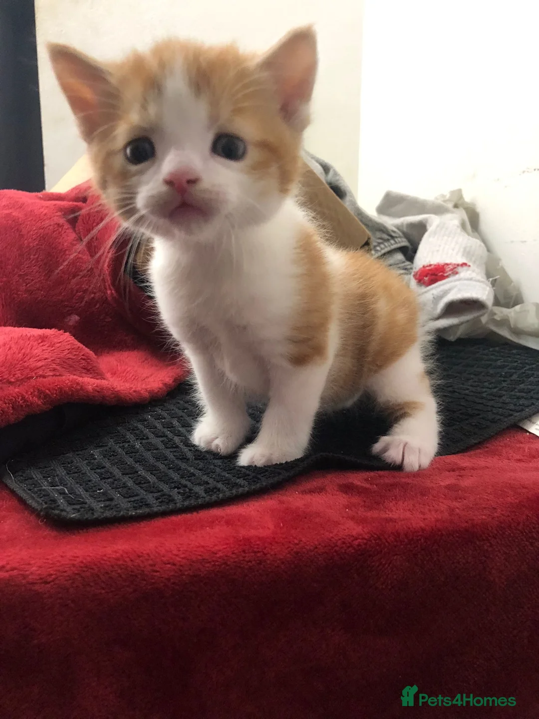 Mixed Breed cats for sale: Ginger Male Kitten - Advert 1