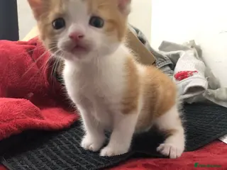 Mixed Breed cats Ginger Male Kitten - Advert 1