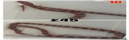 Corn Snake reptiles for sale: Baby Corn Snakes 🐍  - Advert 34