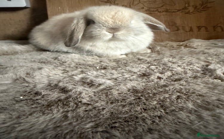 Mini Lop rabbits - Advert 1