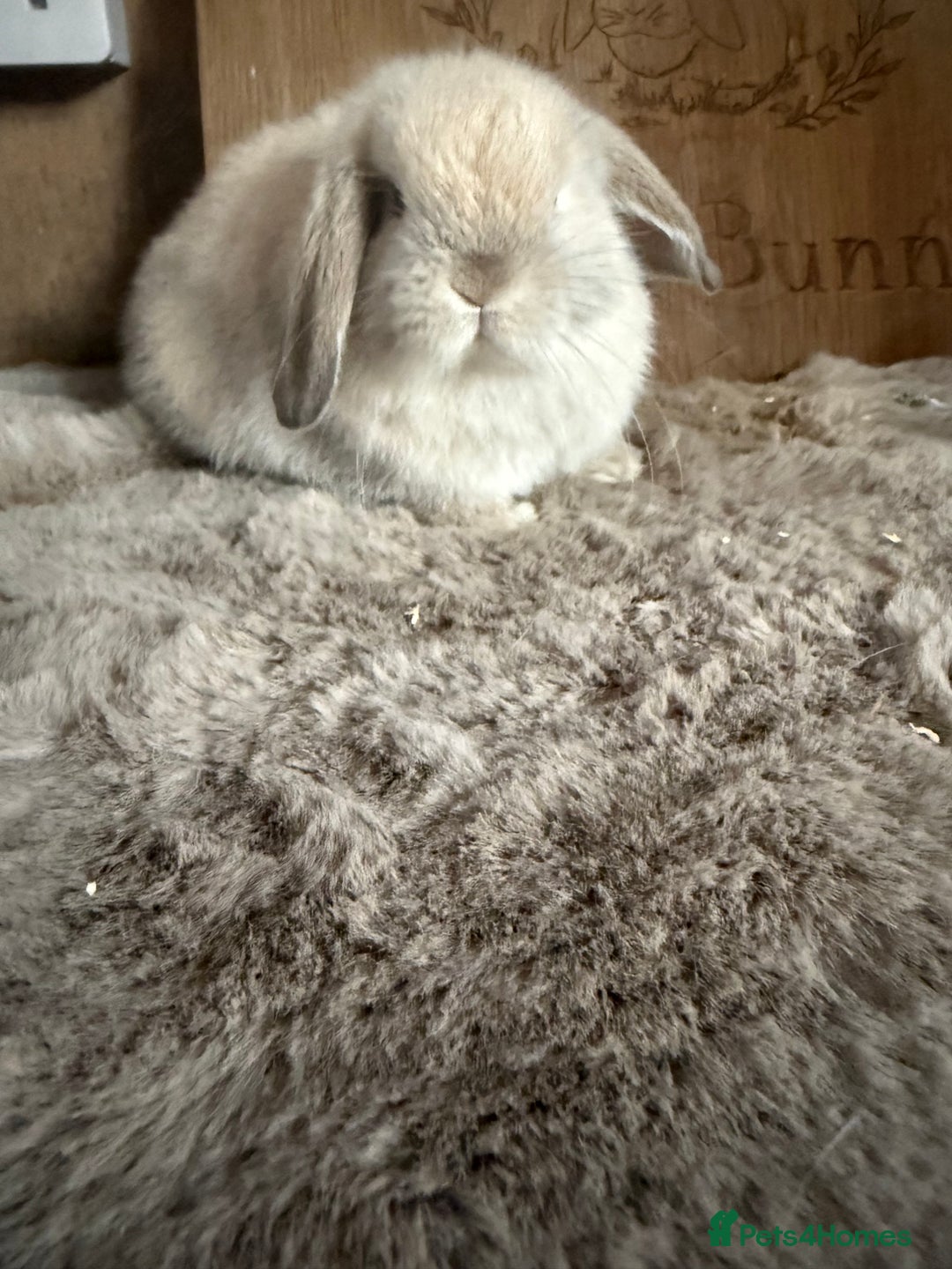 Mini Lop rabbits for sale: Mini lop baby boy - Image 1