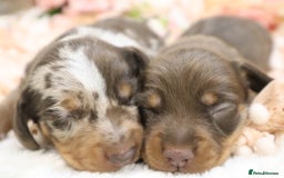 Miniature Dachshund dogs for sale: KC Miniature Dachshund Puppies - Image 3
