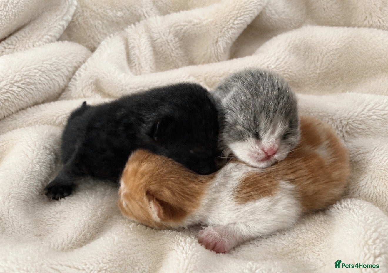 British Shorthair cats Exceptional Champion GCCF British shorthair kitten - Advert 1