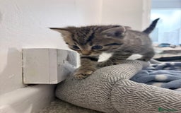 Domestic Shorthair cats for sale: 2x Tabby Cats (1x Male and 1x Female) - Image 13