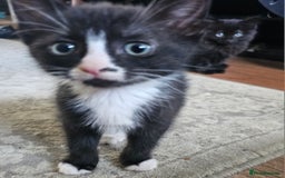 Mixed Breed cats for sale: 4 kittens looking for forever homes - Image 10