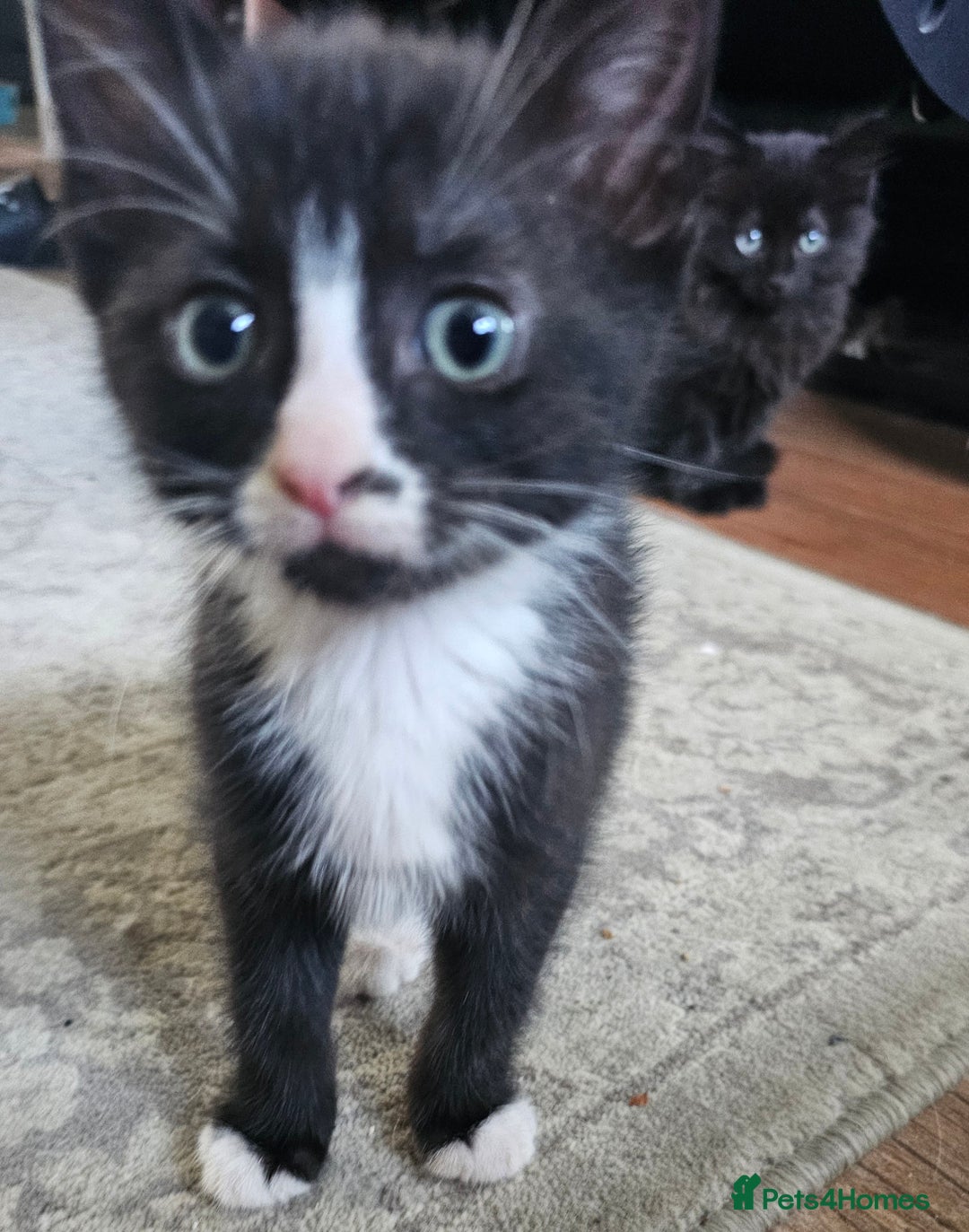 Mixed Breed cats for sale: 4 kittens looking for forever homes - Image 10