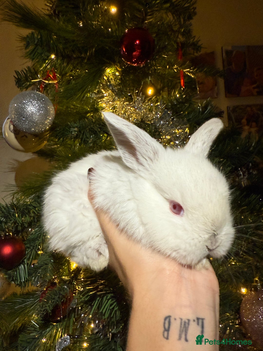 Mini Lop rabbits for sale: Mini French Lop Bunnies - Advert 5