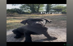 Mixed Breed dogs for sale: Beautiful puppies for sale  - Image 11