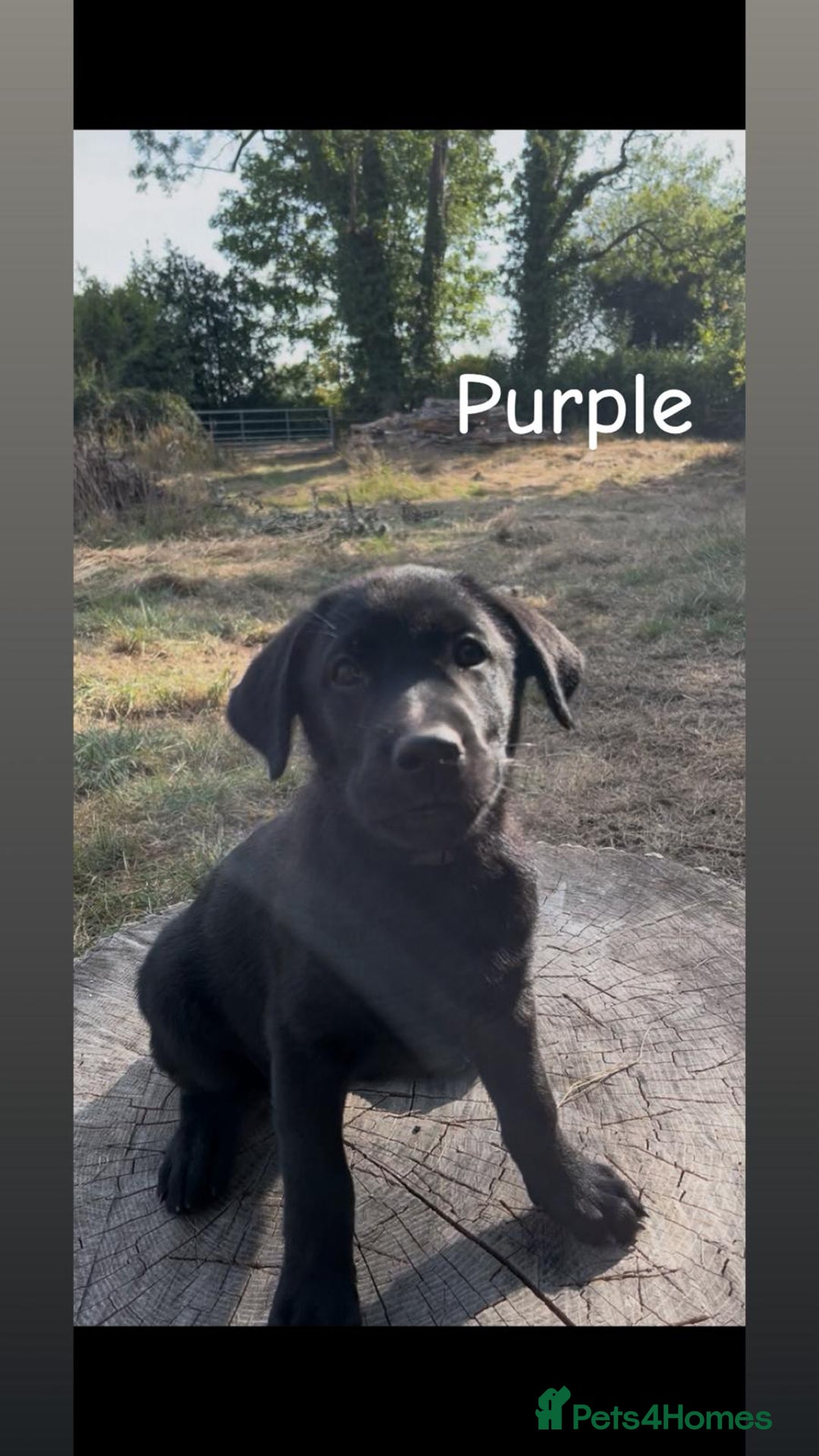Mixed Breed dogs for sale: Beautiful puppies for sale  - Image 11