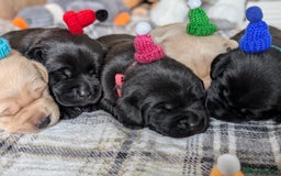 Labrador Retriever dogs for sale: Stunning labrador puppies from good working lines - Advert 19