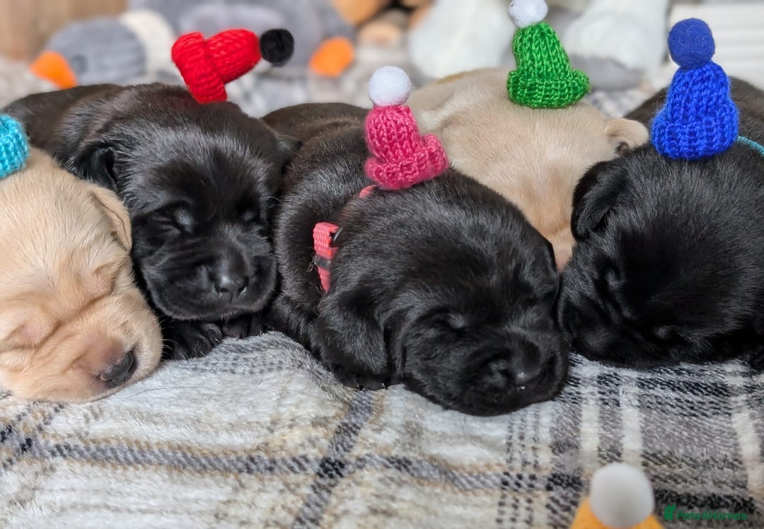 Labrador Retriever dogs for sale: Stunning labrador puppies from good working lines - Advert 19