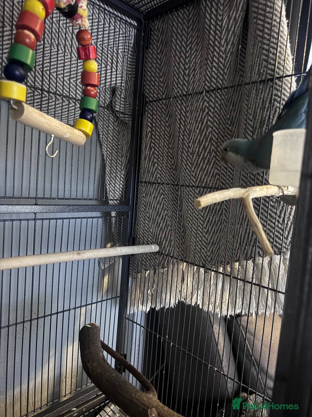 Parrots birds for sale: Female quaker parrot  in Market Drayton - Advert 2