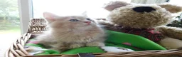 Maine Coon cats for sale: **FABULOUS GORGEOUS MAINE COON KITTYS READY NOW ** - Advert 5