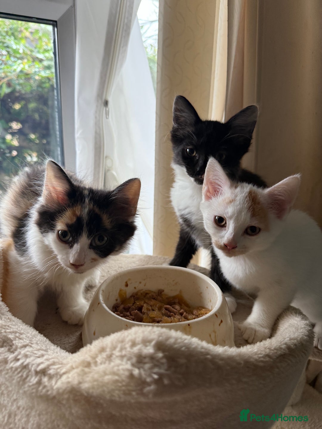 Mixed Breed cats for sale: Half Sphynx READY to Go 🩷 £200 - Image 7