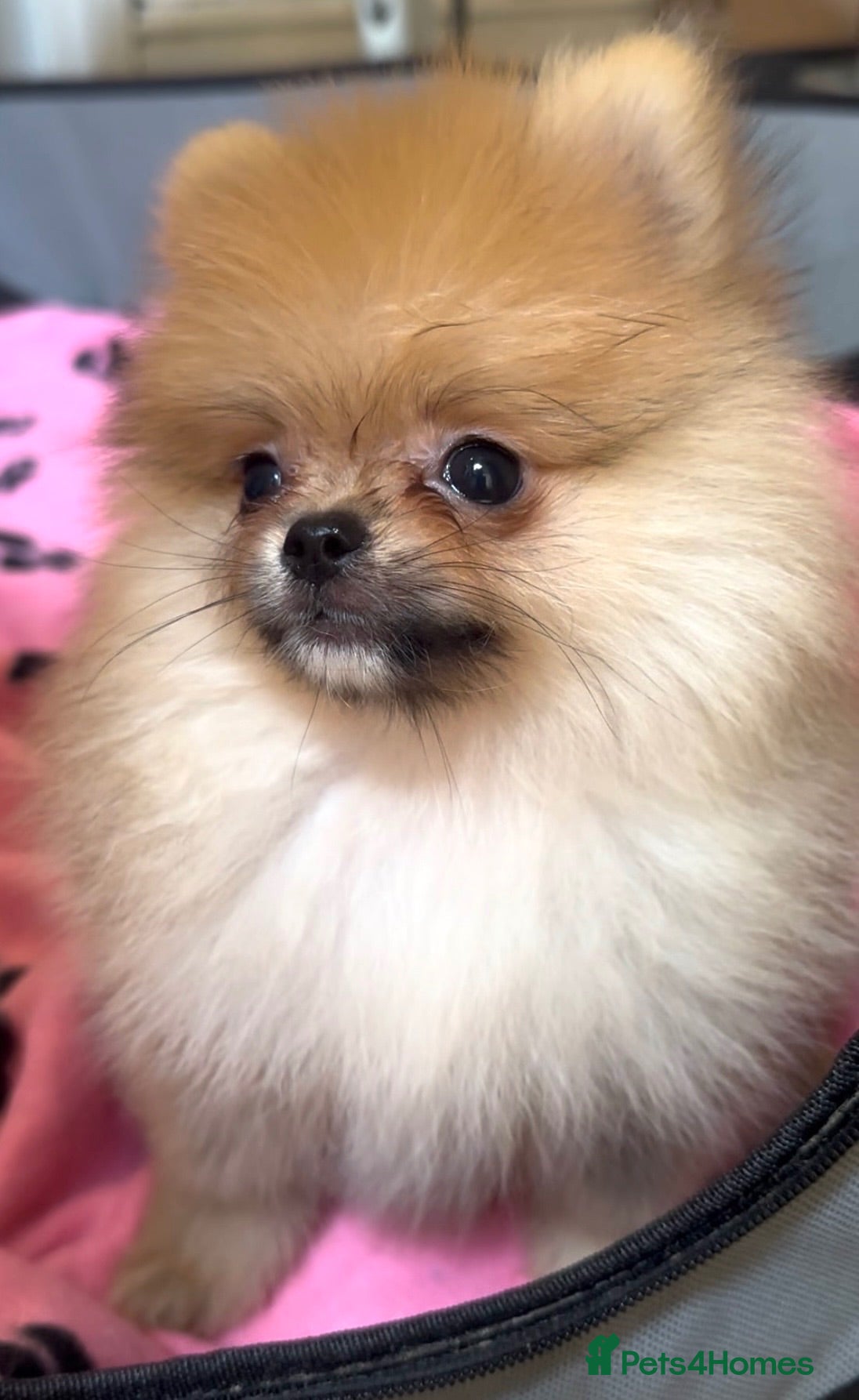 Pomeranian dogs Bear Type Pomeranian for sale  **  - Advert 1