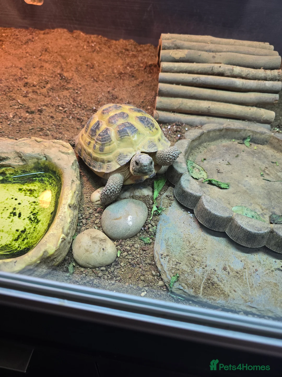 Tortoise reptiles for sale: Female tortoise  - Advert 1