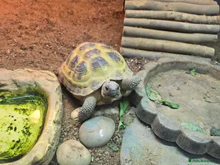 Tortoise reptiles Female tortoise - Advert 3