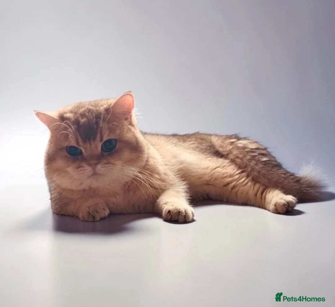 British Shorthair cats for stud: Proven Golden British Shorthair Stud “Garfield”  - Advert 2