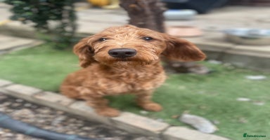 Labradoodle dogs - Advert 6
