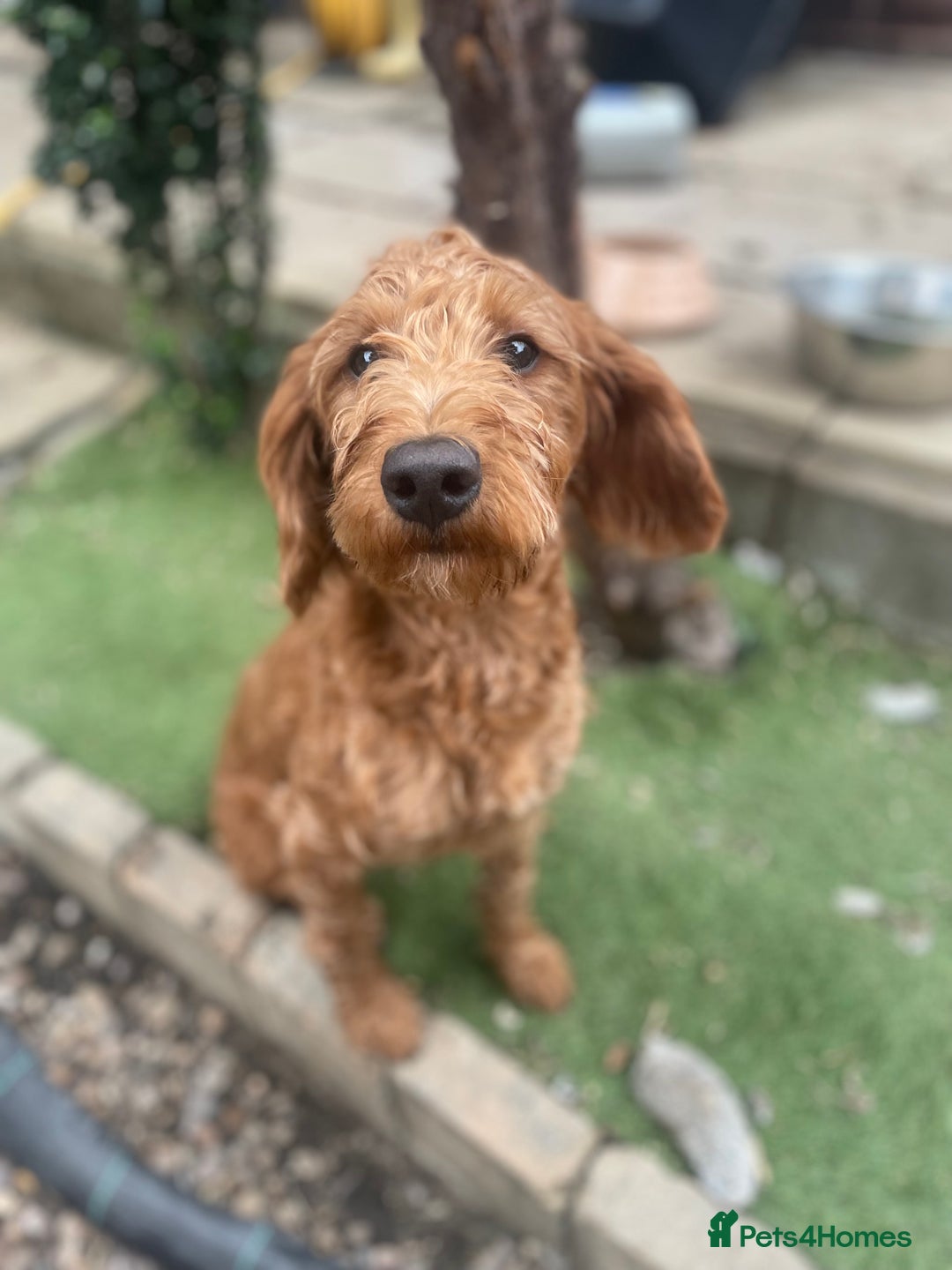 Labradoodle dogs for sale: Poppy F1 Fox Red Miniature Labradoodle  - Image 2