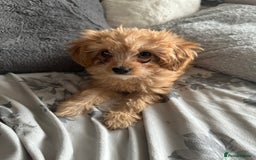 Cavapoo dogs for sale: Ace Puppy - Image 1