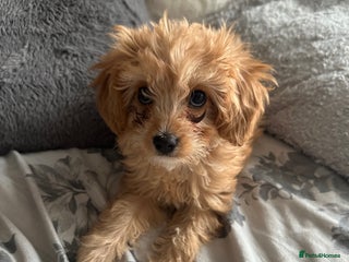 Cavapoo dogs - Advert 17