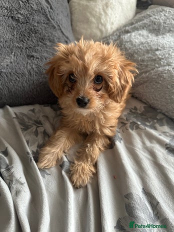 Cavapoo dogs - Advert 2