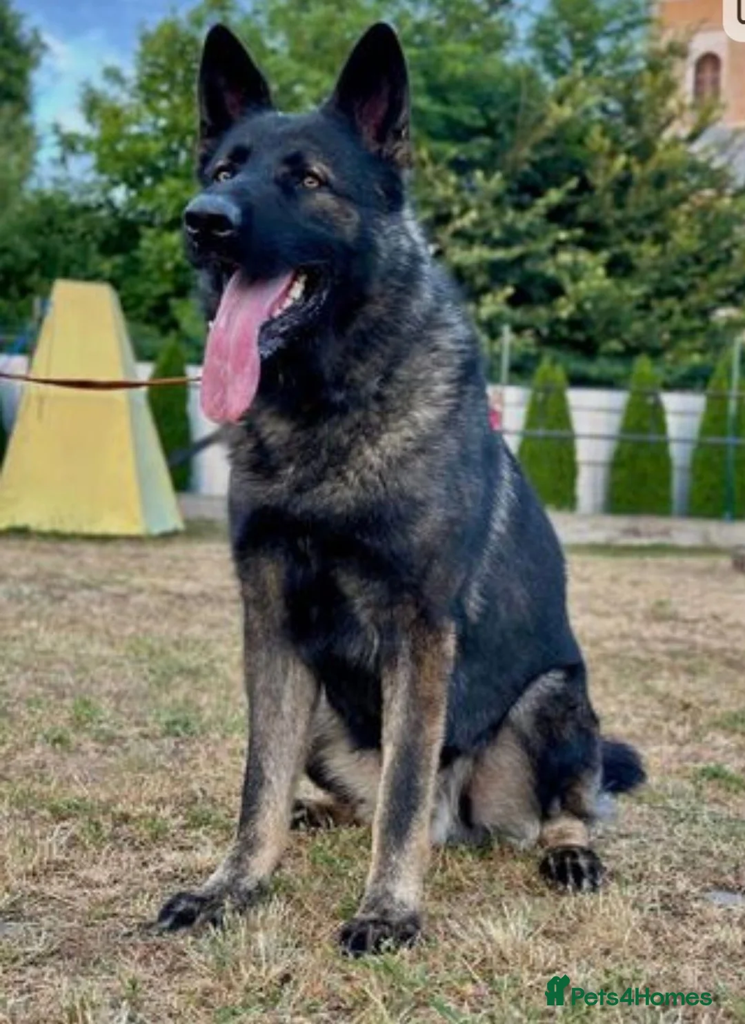 German Shepherd dogs for sale: EXCEPTIONAL IMPORT GERMAN SHEPHERD CZECH MALE 🇨🇿 - Advert 2