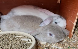 Mini Lop rabbits for sale: Gorgeous mini lops ready now! - Advert 6