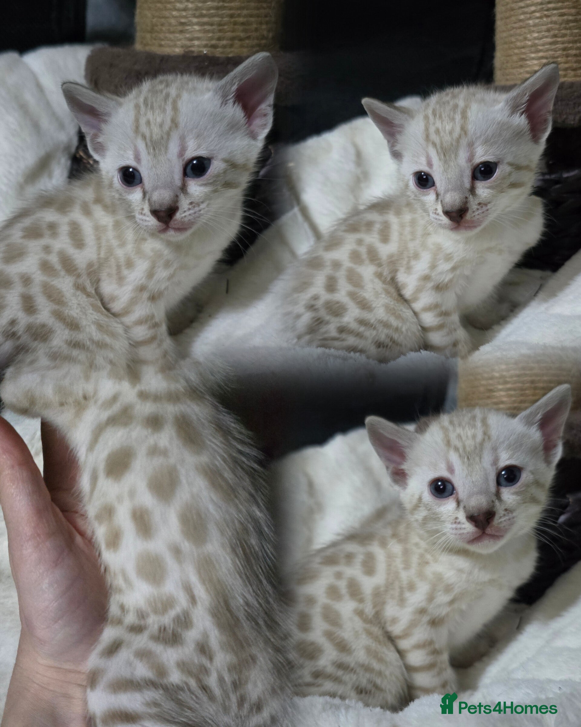 Bengal cats 🔥Outstanding Seal lynx and brown bengal kittens🔥 - Advert 6