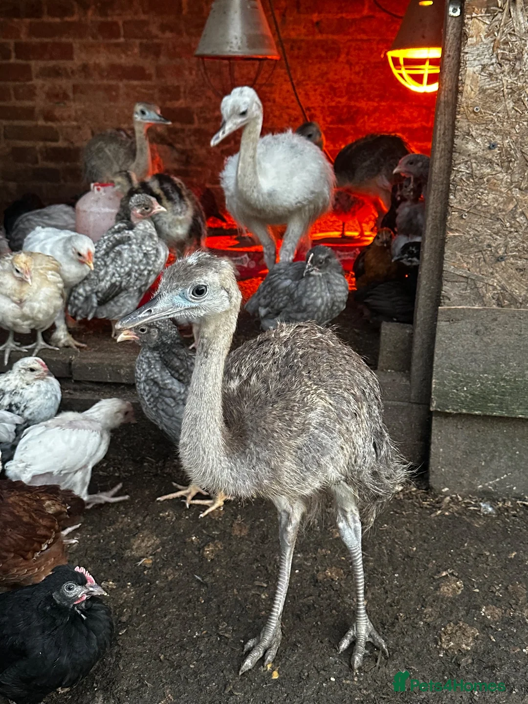 Emus poultry for sale: Rhea chicks  - Advert 1