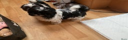 Shih Tzu dogs for sale: Shih Tzu puppies , ready to leave now - Advert 13