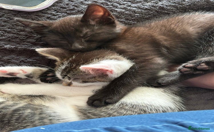Mixed Breed cats - Advert 6