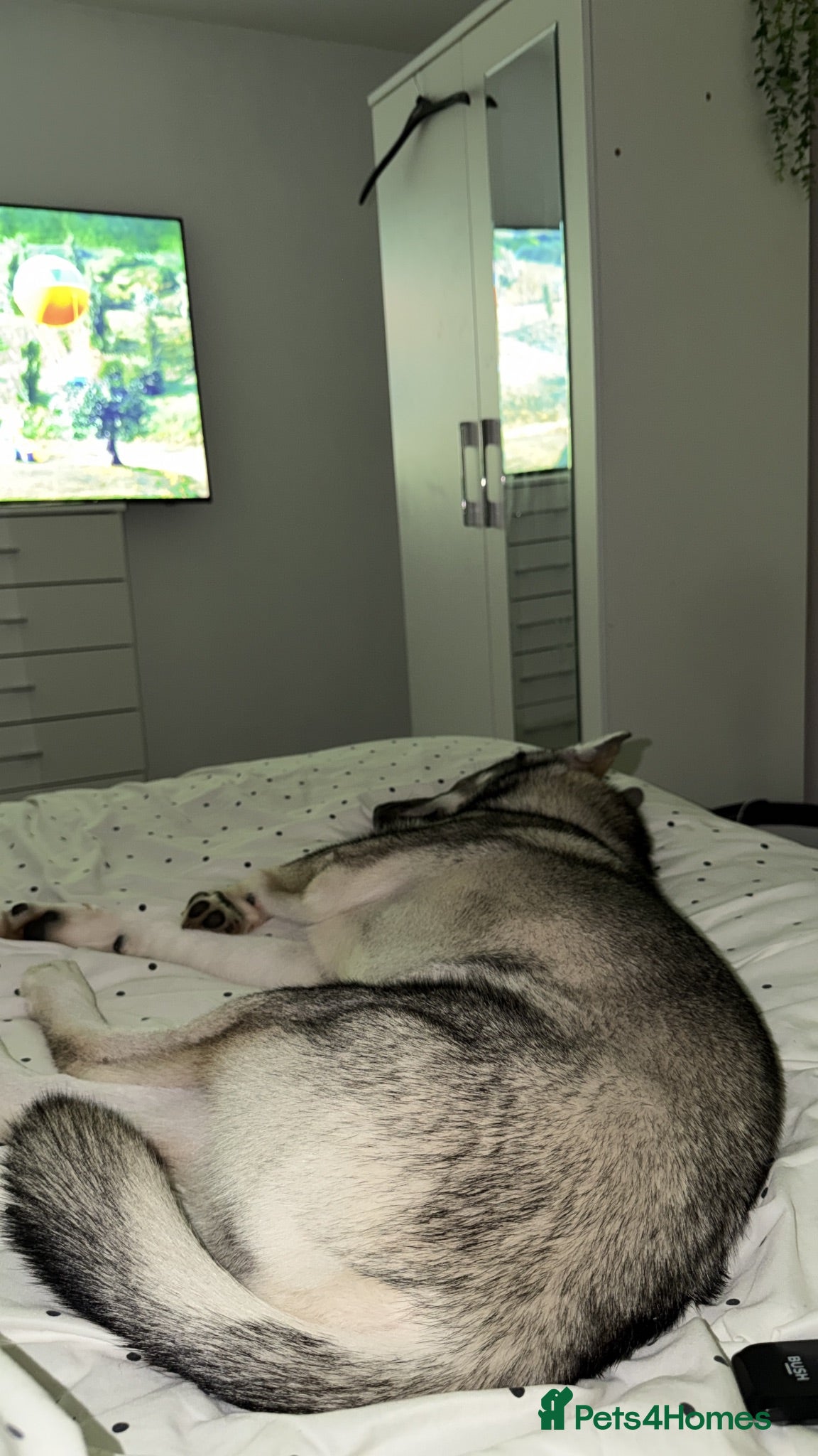 Siberian Husky dogs This is Reeko his is a 6 month old Siberian husky  - Advert 1