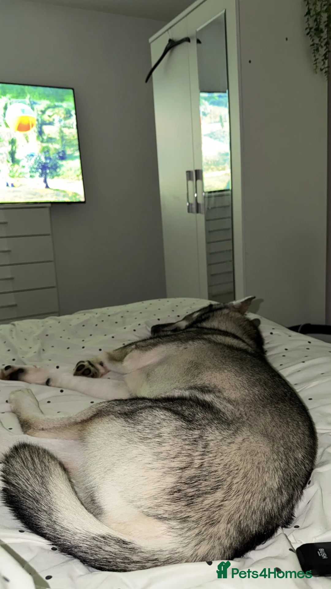 Siberian Husky dogs for sale: This is Reeko his is a 6 month old Siberian husky  in Ellesmere Port - Advert 1